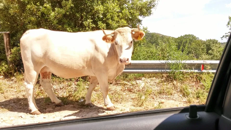 A cow pausing in the road